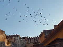 jodhpur (290)